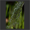 Slow Water